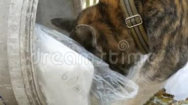 一只孤独的流浪狗在垃圾桶里寻找食物，垃圾桶里堆满了包裹和食物